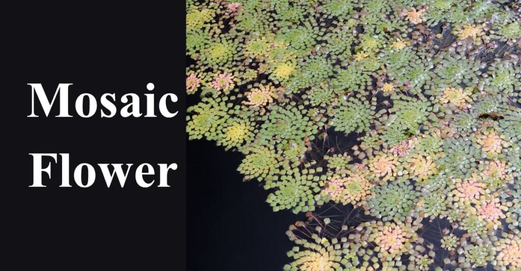 Mosaic Flower