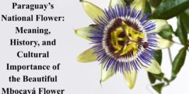 Paraguay’s National Flower: Meaning, History, and Cultural Importance of the Beautiful Mbocayá Flower
