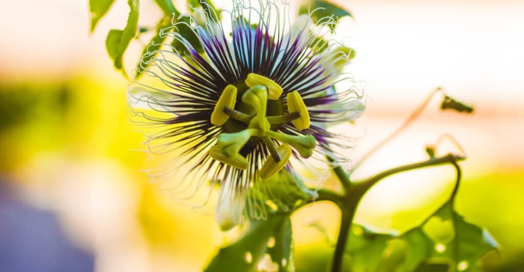 Paraguay’s National Flower