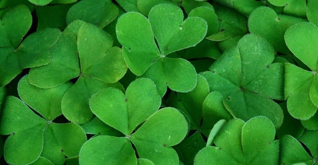 Irish National Flower