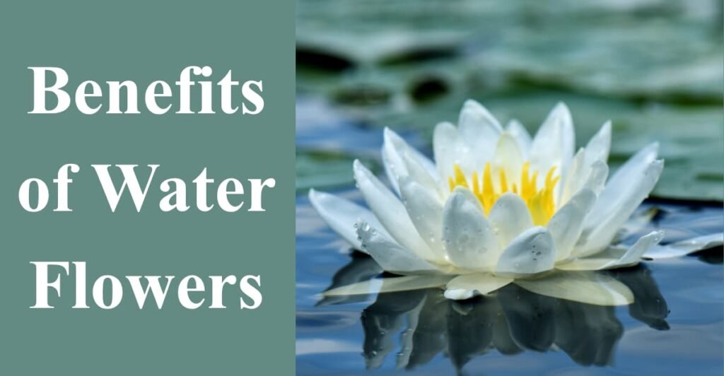 Benefits of Water Flowers