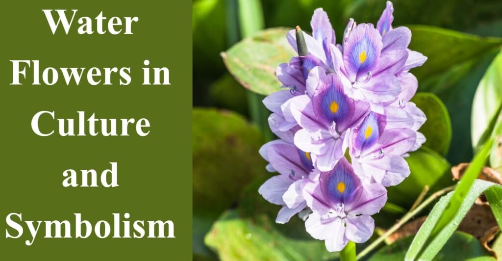 Water Flowers in Culture and Symbolism