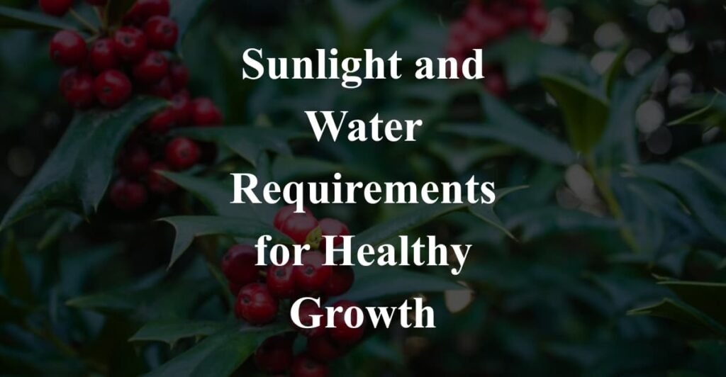 Sunlight and Water Requirements for Healthy Growth