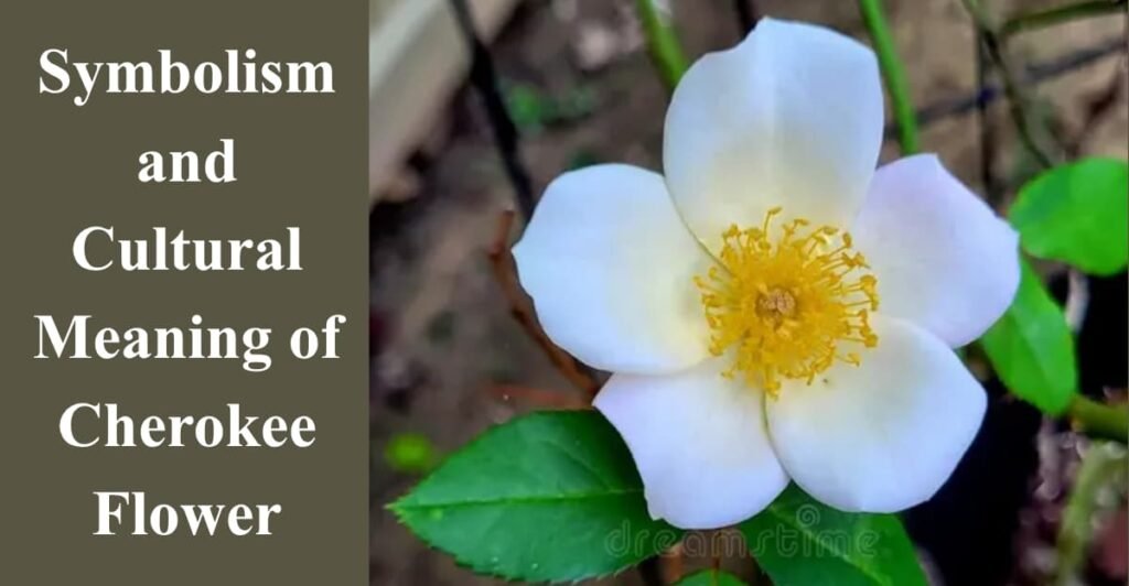 Symbolism and Cultural Meaning of Cherokee Flower