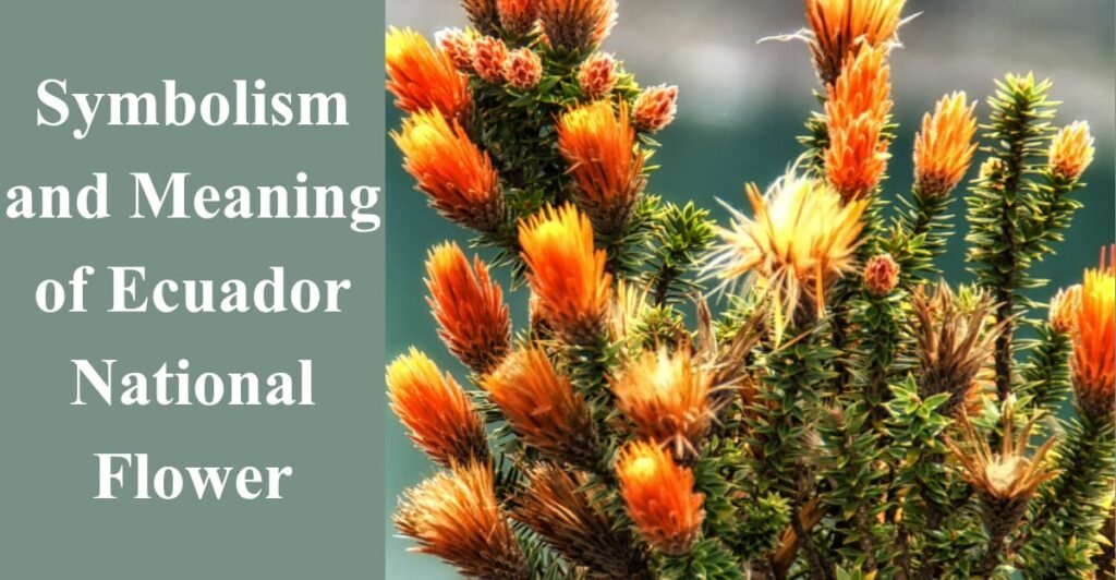 Symbolism and Meaning of Ecuador National Flower