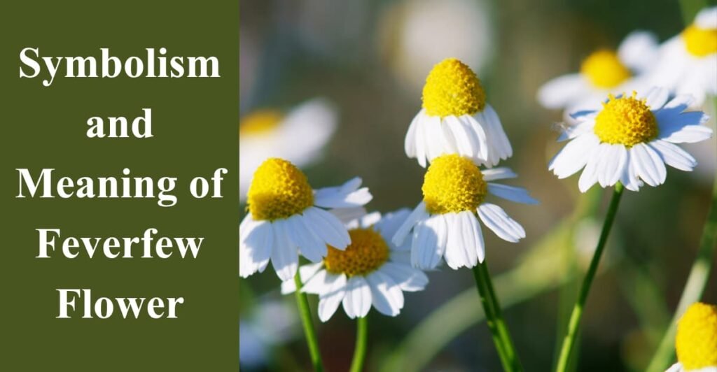 Symbolism and Meaning of Feverfew Flower