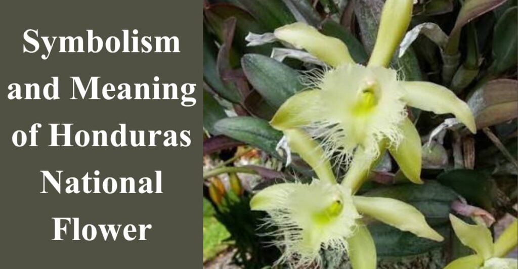 Symbolism and Meaning of Honduras National Flower