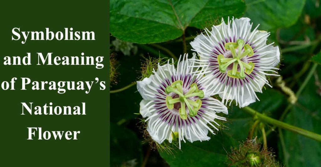 Symbolism and Meaning of Paraguay’s National Flower