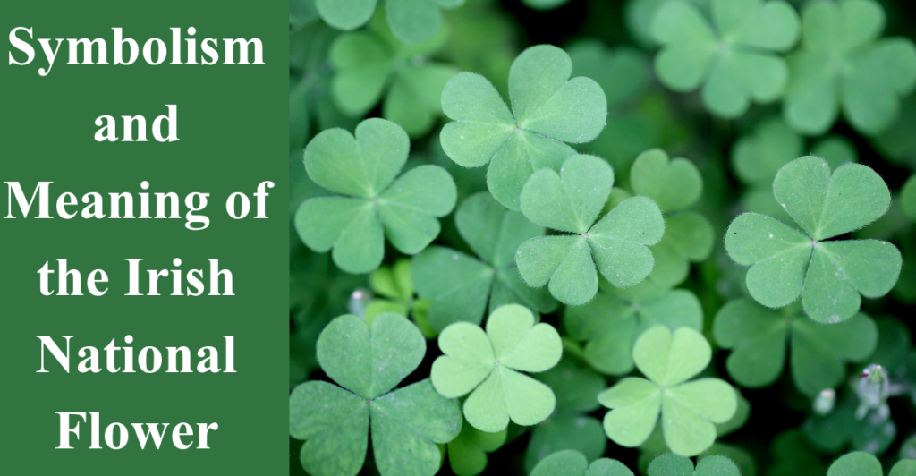 Symbolism and Meaning of the Irish National Flower