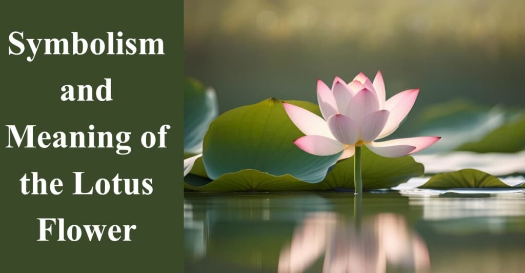 Symbolism and Meaning of the Lotus Flower