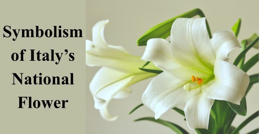 Symbolism of Italy’s National Flower