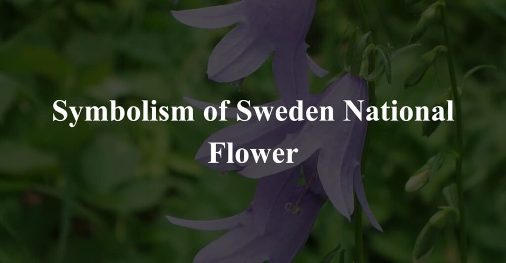 Symbolism of Sweden National Flower