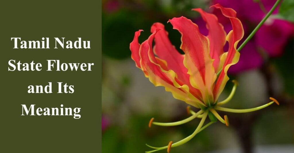 Tamil Nadu State Flower and Its Meaning