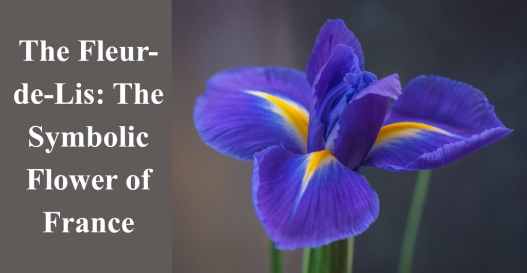 The Fleur-de-Lis: The Symbolic Flower of France