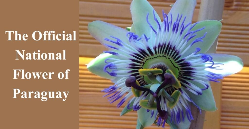 The Official National Flower of Paraguay