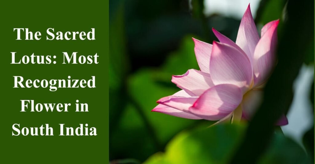 The Sacred Lotus: Most Recognized Flower in South India