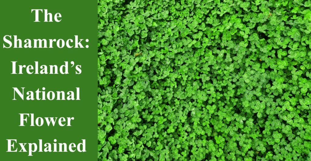 The Shamrock: Ireland’s National Flower Explained