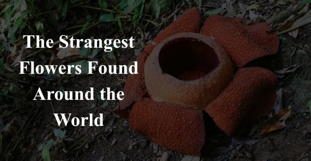 The Strangest Flowers Found Around the World