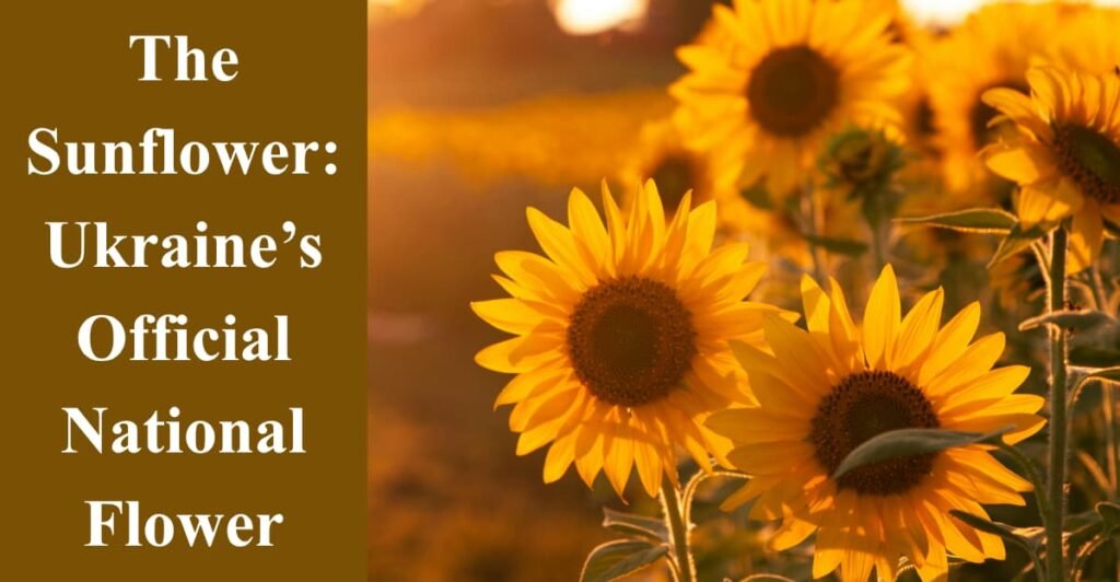 The Sunflower: Ukraine’s Official National Flower