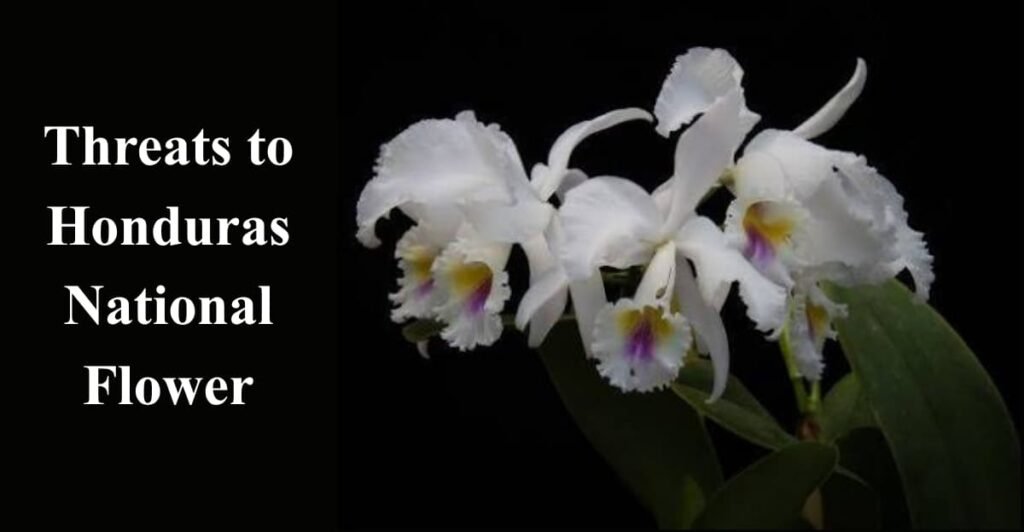 Threats to Honduras National Flower