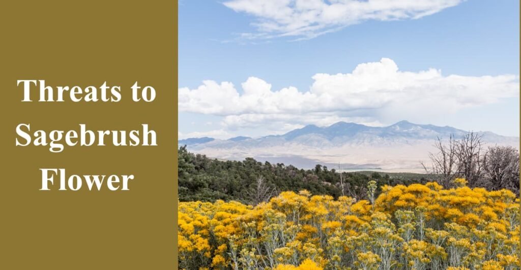 Threats to Sagebrush Flower