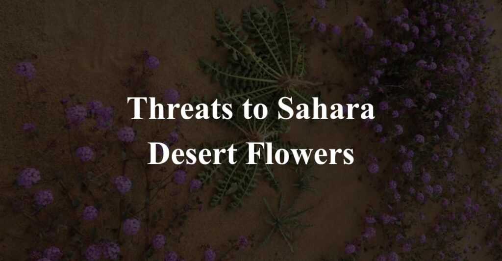 Threats to Sahara Desert Flowers