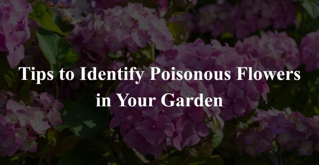 Tips to Identify Poisonous Flowers in Your Garden