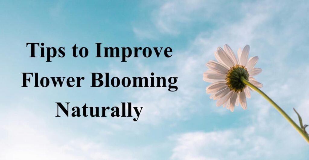 Tips to Improve Flower Blooming Naturally
