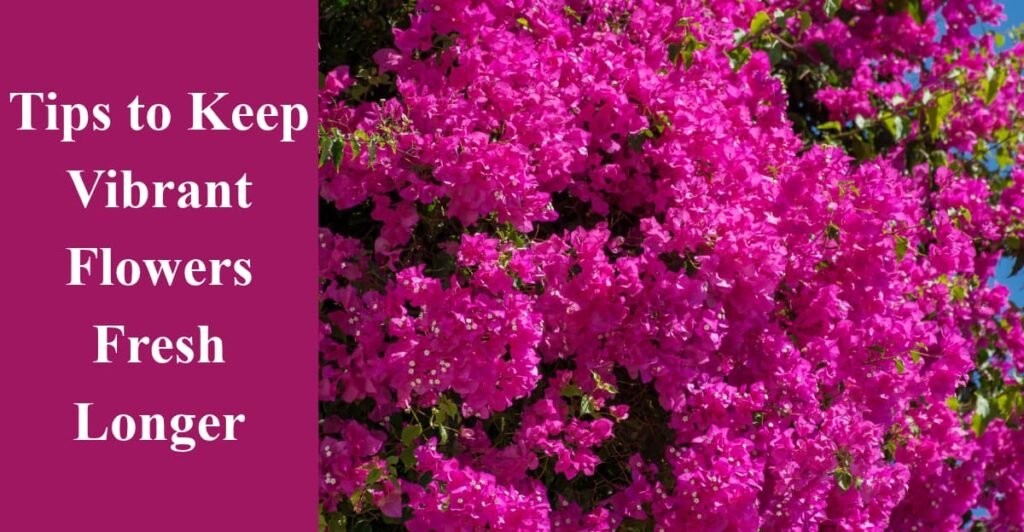 Tips to Keep Vibrant Flowers Fresh Longer