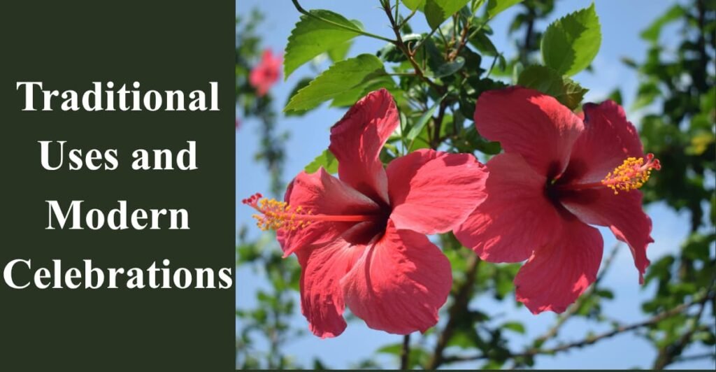 Traditional Uses and Modern Celebrations