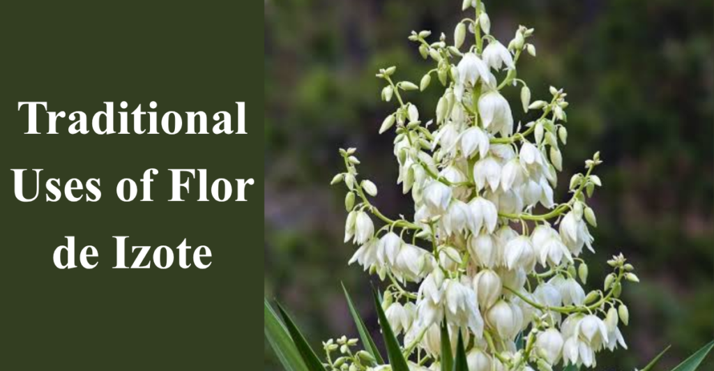 Traditional Uses of Flor de Izote