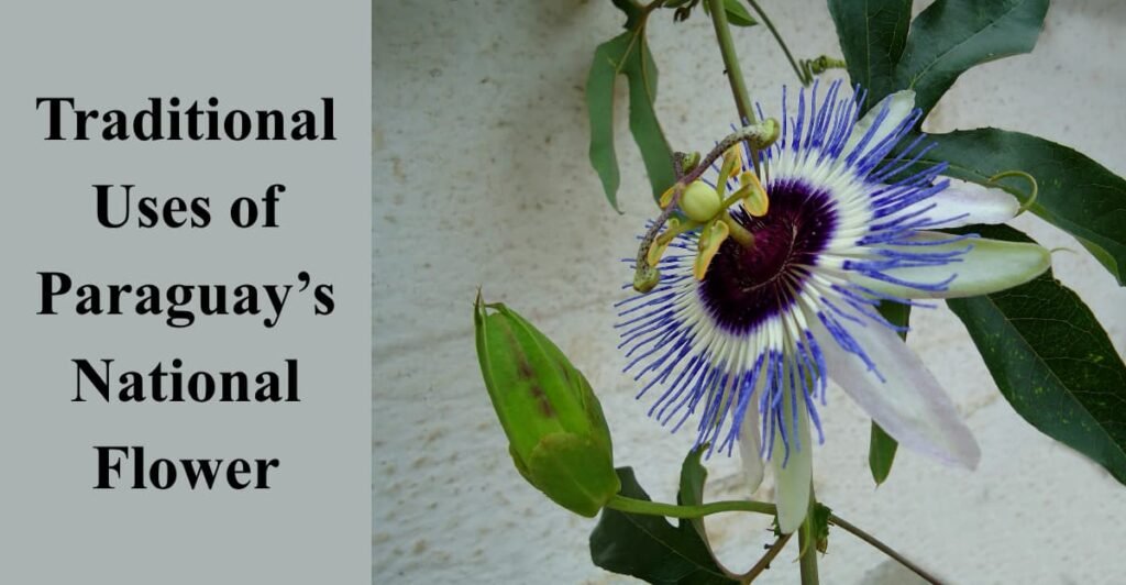 Traditional Uses of Paraguay’s National Flower