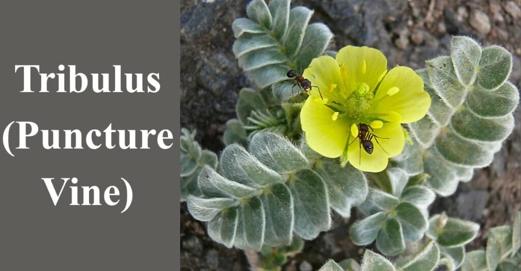 Tribulus (Puncture Vine)