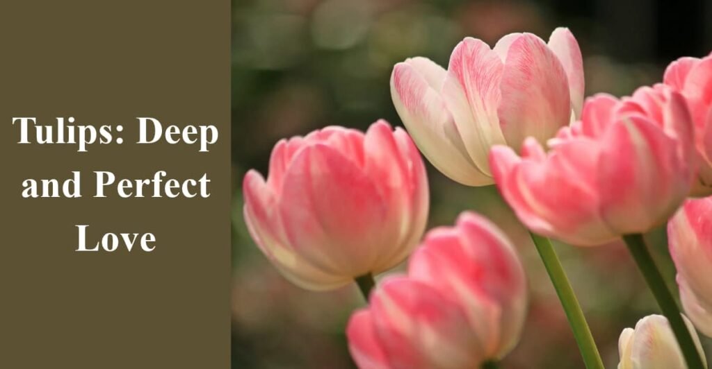 Tulips: Deep and Perfect Love
