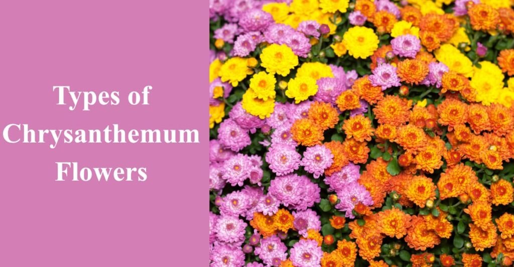 Types of Chrysanthemum Flowers