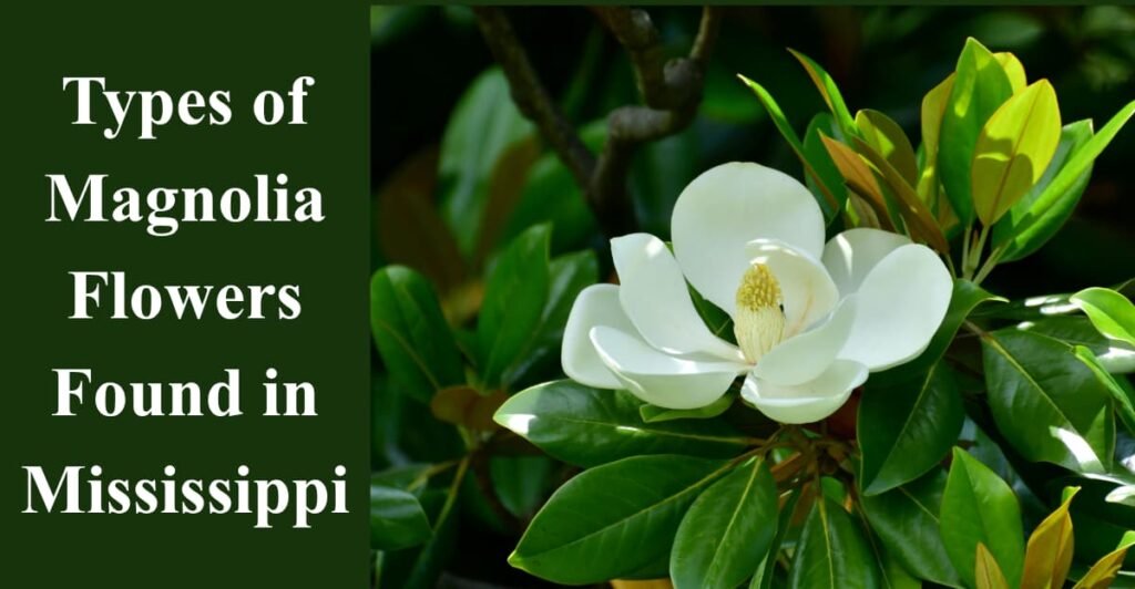 Types of Magnolia Flowers Found in Mississippi