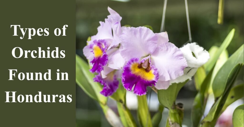 Types of Orchids Found in Honduras