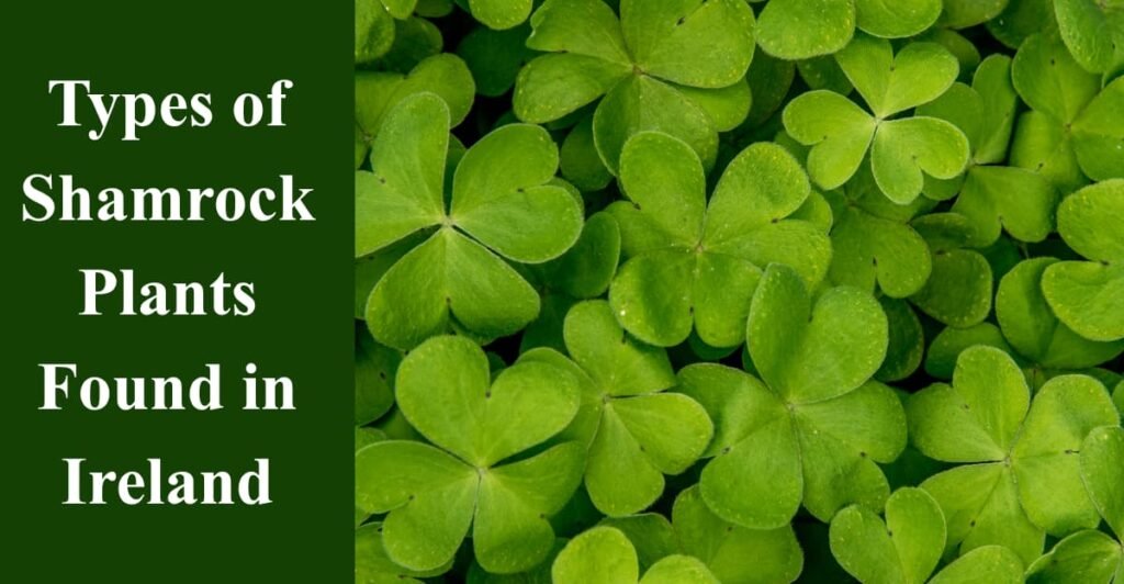 Types of Shamrock Plants Found in Ireland