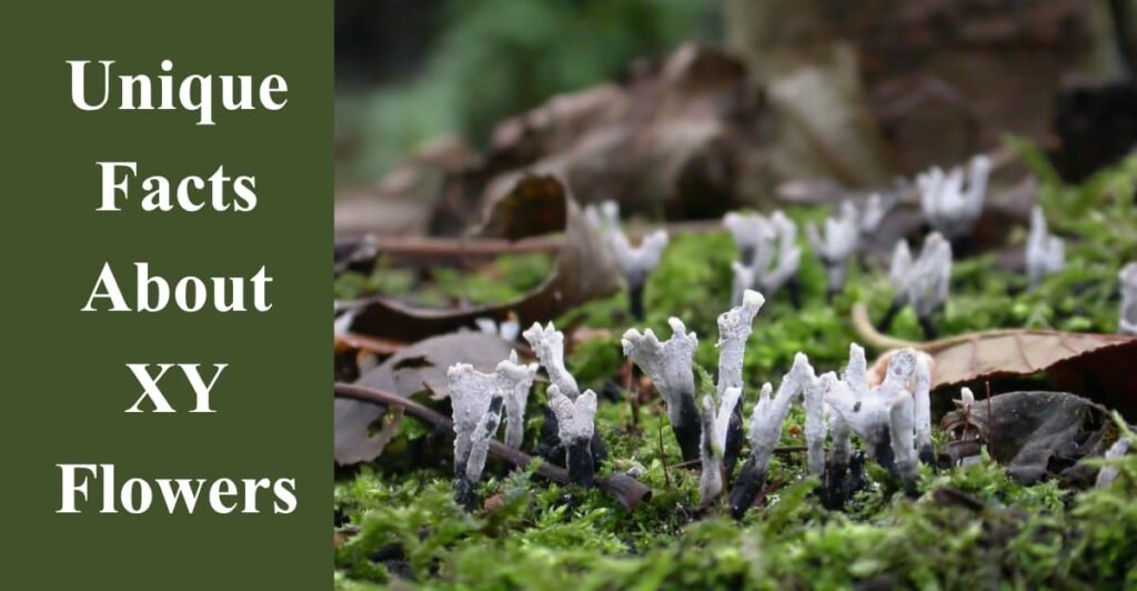 Unique Facts About XY Flowers