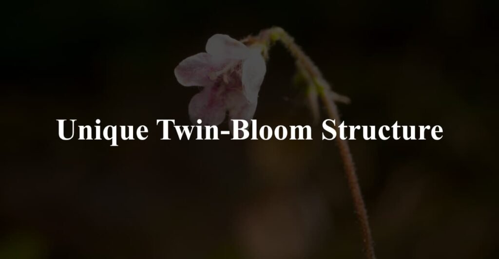 Unique Twin-Bloom Structure