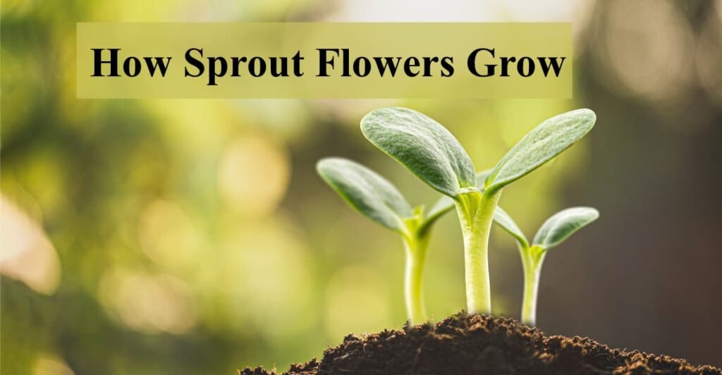 How Sprout Flowers Grow