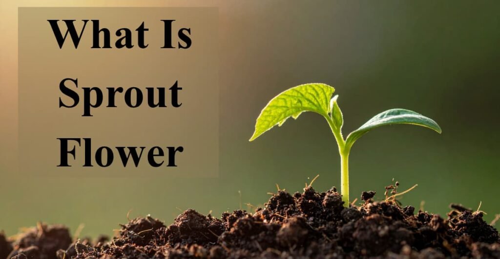 What Is  Sprout Flower