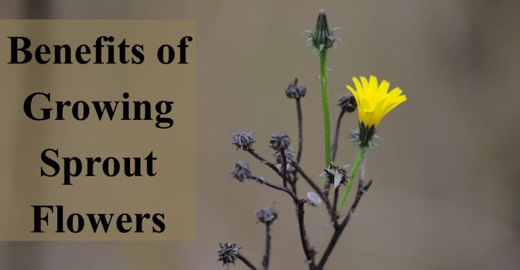 Benefits of Growing Sprout Flowers