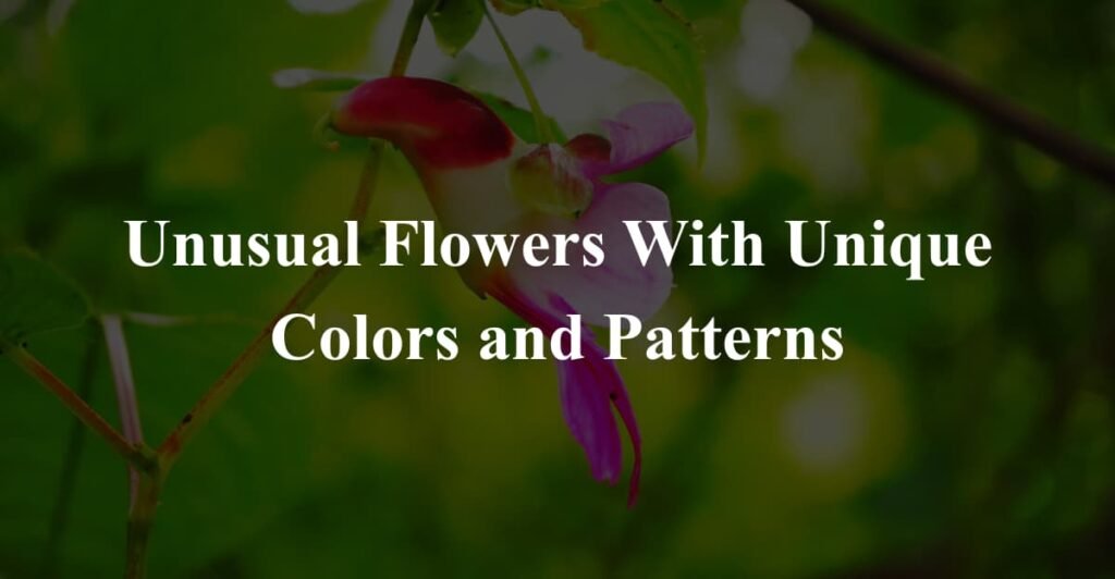 Unusual Flowers With Unique Colors and Patterns