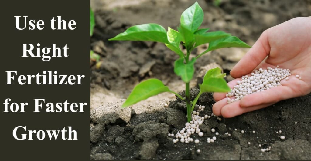 Use the Right Fertilizer for Faster Growth