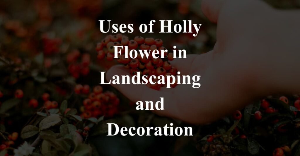 Uses of Holly Flower in Landscaping and Decoration