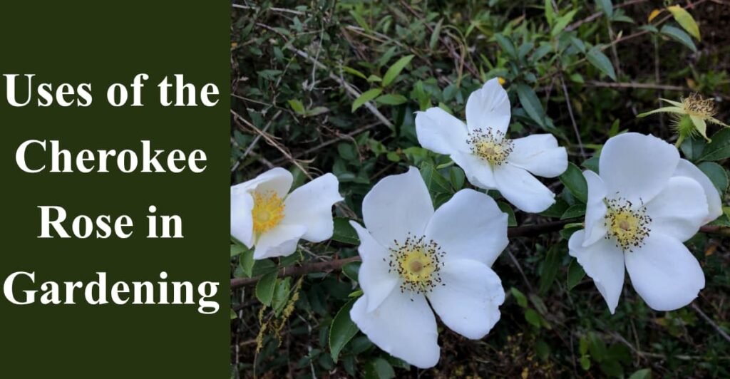 Uses of the Cherokee Rose in Gardening