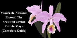 Venezuela National Flower: The Beautiful Orchid Flor de Mayo (Complete Guide)