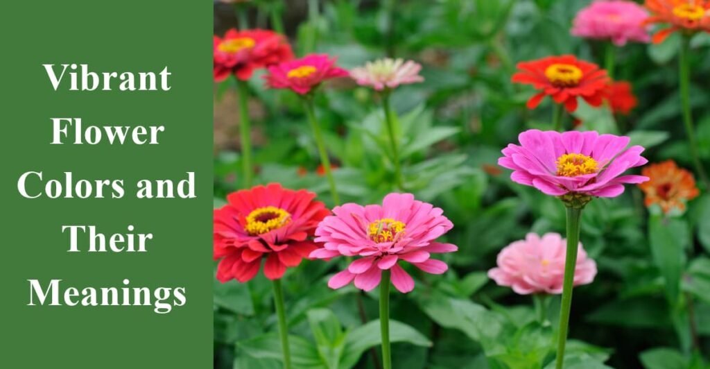 Vibrant Flower Colors and Their Meanings