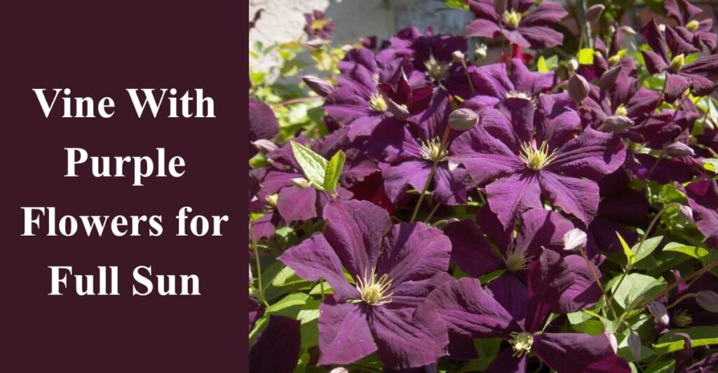 Vine With Purple Flowers for Full Sun